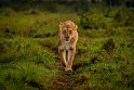142 Masai Mara, leeuw